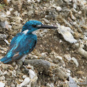 Ceruelean Kingfisher