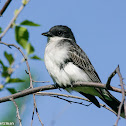 Eastern Kingbird