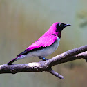 Violet-backed Starling