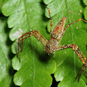 Lynx Spider