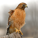 Red-Shouldered Hawk