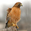 Red-Shouldered Hawk