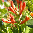 Japanese Honeysuckle