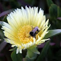 Abelha na flor