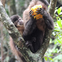 Monkey Nail