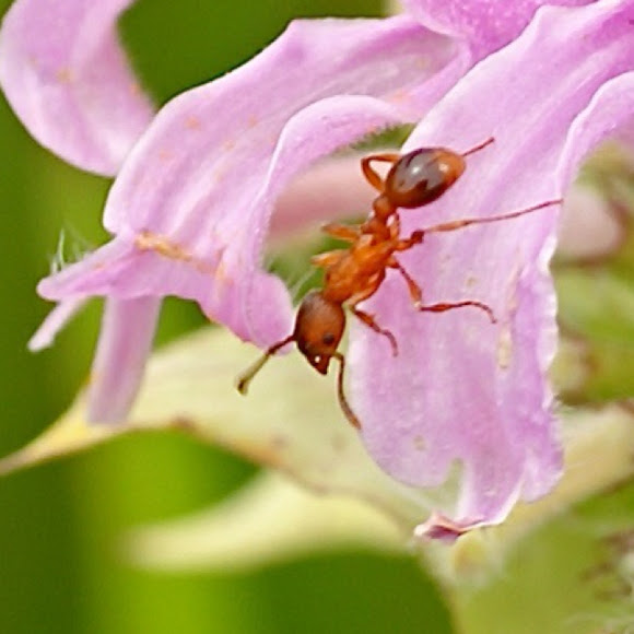 Spotting Image 1