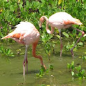 American Flamingo