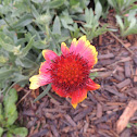 Gaillardia