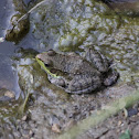Green Frog