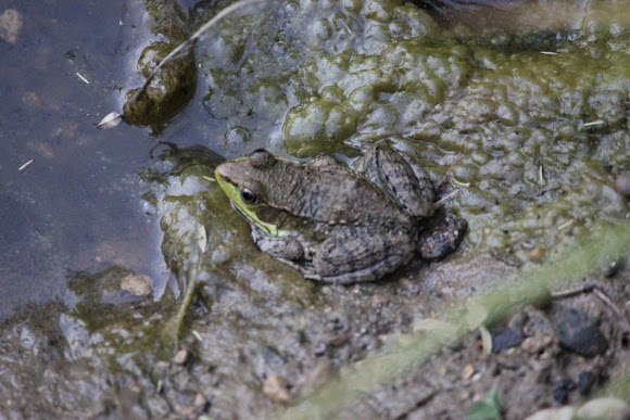 Spotting Image 1