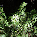Fern
