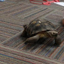 Morafka's desert tortoise