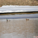 Mallard