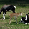 Bontebok