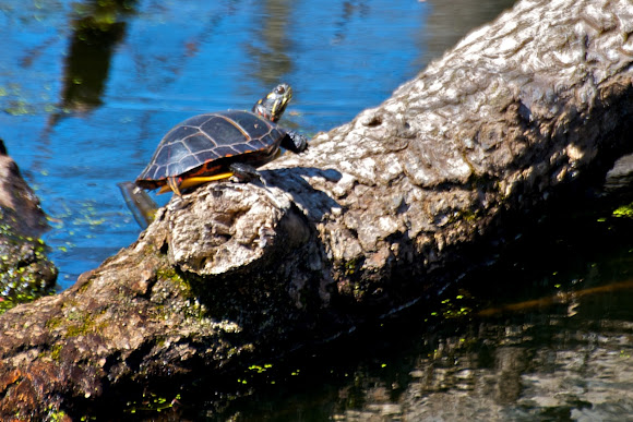 Spotting Image 1