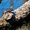 Painted Turtle