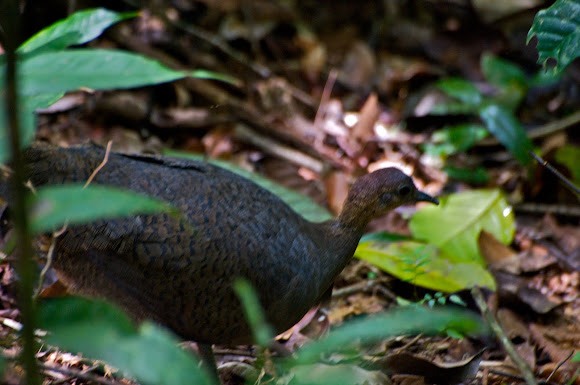 Spotting Image 1
