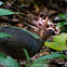 Great Tinamou