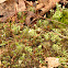 Ribbed bog moss