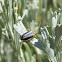 Leaf Beetle