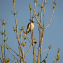 Eastern Kingbird