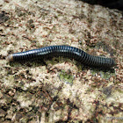 Millipede