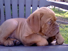 Cachorros Dogos De Burdeos
