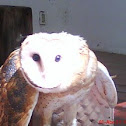 lechuza