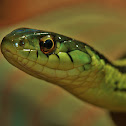 Common Garter Snake