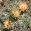 Nipple, Fishhook or Pincushion Cactus