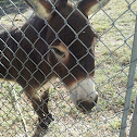 Donkey