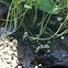 Poison Arrow Frogs
