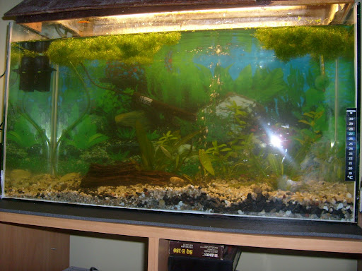 http://lh3.ggpht.com/Agunia222s/SDU1JTR86ZI/AAAAAAAAAp8/Scf5grPVcgM/S6301959.JPG?imgmax=512