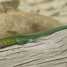 Common ameiva