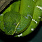 Emerald Tree Boa