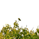 Hummingbird! 
