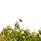 Hummingbird! 