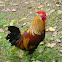 Cock