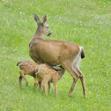 Blacktail deer