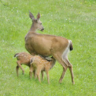 Blacktail deer