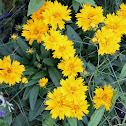 tickseed or calliopsis