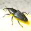 Agave Snout Weevil