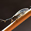 Snakefly