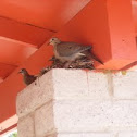 Mourning Dove