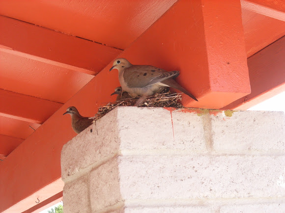 Spotting Image 1