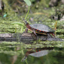 Eastern Painted Turtle