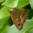 Gatekeeper