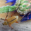 Rose Chafer