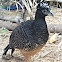 Bare-faced Curassow