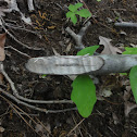Beaver Signs